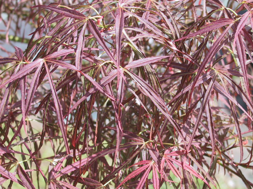 Acer palmatum Shaina nah 2.jpg